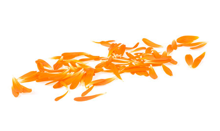 Petals of calendula plant isolated on a white background. Marigold petals.の写真素材