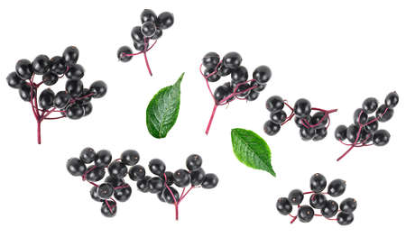 Fresh branches of elderberry and green leaves isolated on a white background, top view. Sambucus.の写真素材