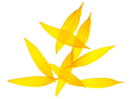 Top view of fresh sunflower petals isolated on a white backgroundの写真素材