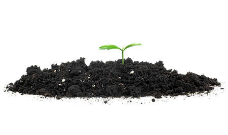 Small green plant of lemon fruit in a mound of soil on a white background.