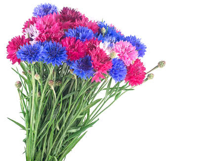 Bouquet of colored cornflowers isolated on a white background. Space for text.