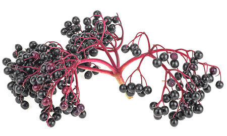 Fruit of black elderberry isolated on a white background. Branch of forest black sambucus. Organic elderberry. Immunity boosting for flu season.の写真素材