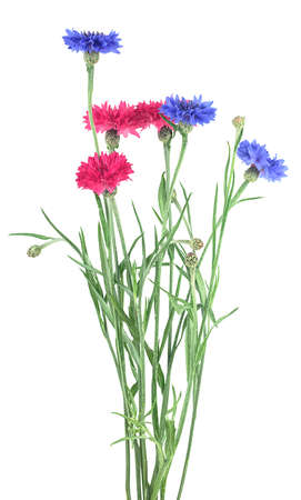 Beautiful bouquet of colorful cornflowers isolated on a white background. Blue and pink cornflowers.の写真素材