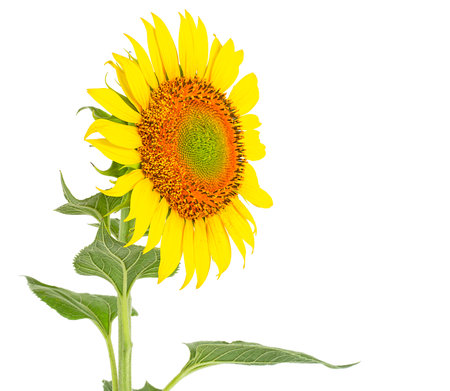 Flower of sunflower isolated on a white background. Single sunflower blooming.の写真素材