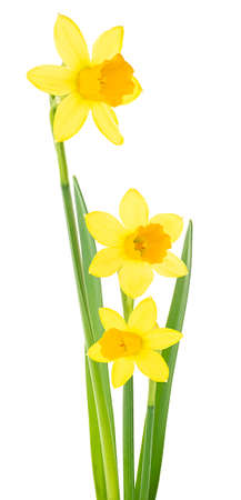 Yellow narcissus flowers with leaves isolated on a white background. Spring season.の写真素材