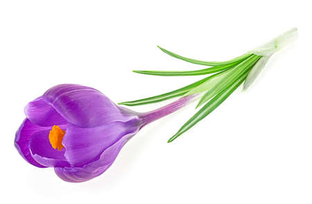 Fresh spring flowers - Purple crocus flower isolated on a white background. Saffron crocus flower.の写真素材