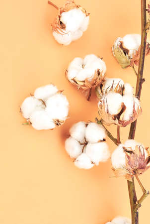 Branch with white fluffy cotton flowers on brown background. Cotton plant flower.の写真素材