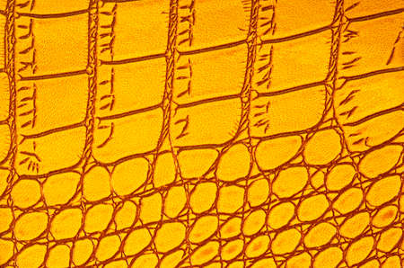 Yellow skin of a crocodile as background. Alligator leather pattern.の写真素材