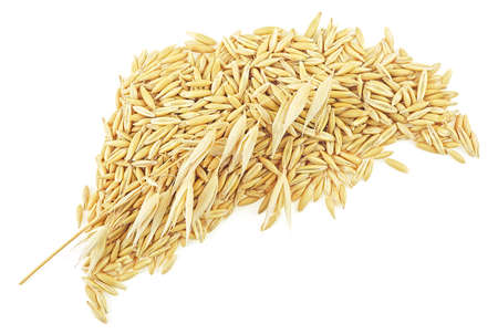 Twig of oat with oat grains isolated on a white backgroundの写真素材
