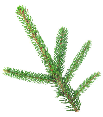 Fresh green fir branch isolated on a white background. Christmas tree.の写真素材
