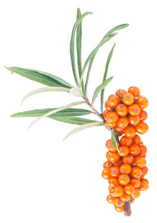 Vertical image of sea buckthorn twig with berries and leaves, isolated on a white background. Fresh ripe berries.の写真素材