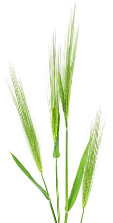 Green spikelets of wheat isolated on white backgroundの写真素材