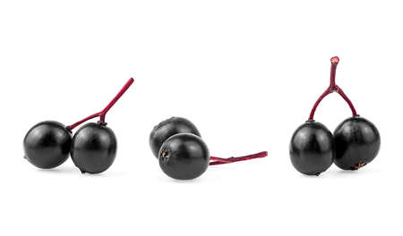 Fresh ripe black elderberries isolated on a white background. Small branches.の写真素材