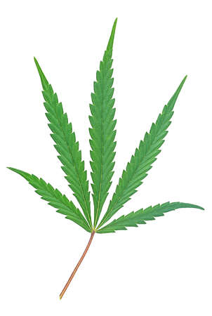 Hemp or cannabis leaves isolated on a white background, top view. Medical marijuana.の写真素材