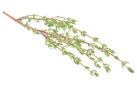 Sprig of fresh thyme leaf isolated on a white background. Thyme spice.の写真素材
