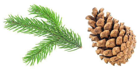 Green fir tree spruce branch with needles and pine cone isolated on a white background.の写真素材