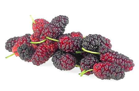 Fresh black and red mulberries isolated on a white background. Black ripe and red unripe mulberries. Sweet mulberries.の写真素材