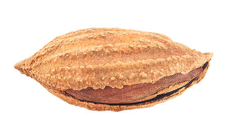 Almond nut in shell isolated on a white backgroundの写真素材