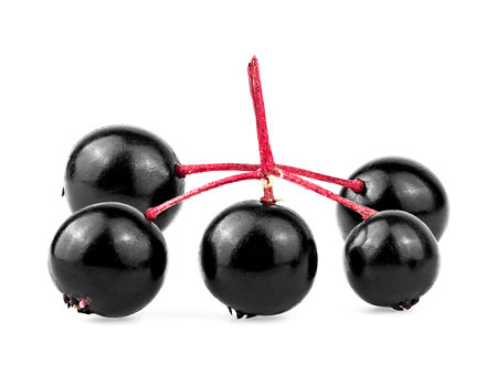 Sambucus - Fresh branch of elderberry isolated on a white background, front view. Black elderberry fruit.の写真素材