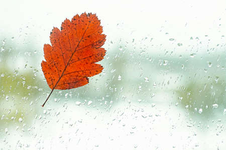 Autumn concept - fallen lonely leaf on the window with raindrops in the autumn day. Loneliness.の写真素材