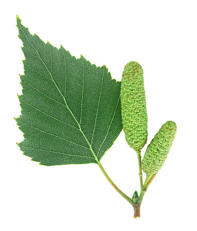 Leaf of silver birch and catkins isolated on a white background, top view.の写真素材
