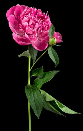 Soft pink peony flower with green leaves on a black background. Beautiful blooming peony.の写真素材