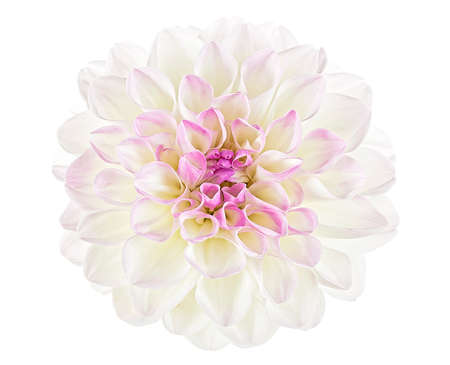 Close up of white dahlia flower isolated on a background, top view. Summer flower.の写真素材