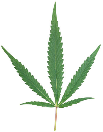 Green cannabis leaves isolated on a white background, top view. Medical marijuana.の写真素材
