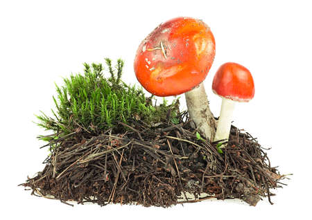 Fly agaric mushrooms with green moss isolated on a white background. Amanita muscaria, poisonous mushroom.の写真素材