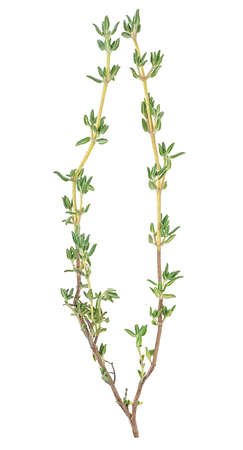 Fresh thyme spice isolated on a white background, top view. Twig of thyme.の写真素材