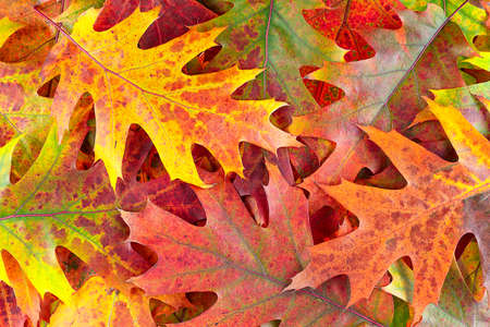 Background of group of autumn leaves. Colorful and bright background of fallen autumn leaves.の写真素材