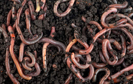 Earthworms in black soil, as a background. Gardening concept.の写真素材