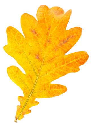 Yellow autumn leaf oak isolated on a white background, top view.の写真素材