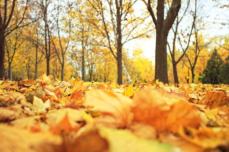 Beautiful autumn landscape with yellow trees and fallen leaves. Colorful foliage in the park.の写真素材