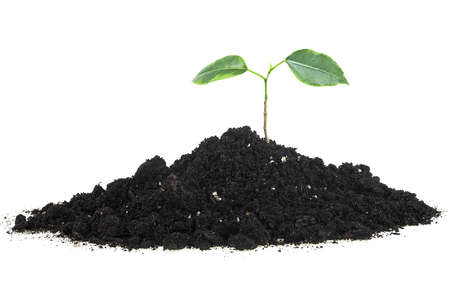 Small green plant grow from seed - isolated image. Green sprout growing out from soil.の写真素材