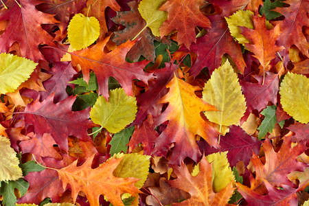 Background of group of autumn leaves. Colorful and bright background of fallen autumn leaves.の写真素材