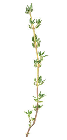 Fresh twig of thyme isolated on a white background, top view. Thyme spice.の写真素材