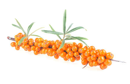 Fresh ripe berries of sea buckthorn with leaves isolated on a white backgroundの写真素材