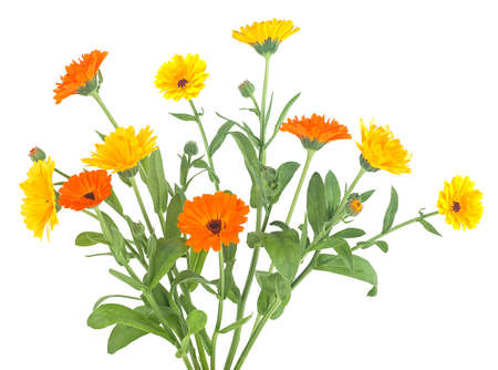 Marigold flower blossoms isolated on a white background. Calendula flowers with green leaves.の写真素材
