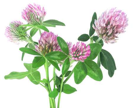 Bouquet of clover flowers isolated on a white background. Clover or trefoil flower medicinal herbs.の写真素材