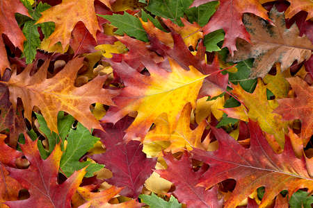 Colorful and bright background of fallen autumn leavesの写真素材