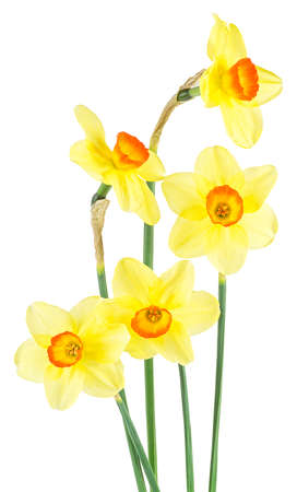 Spring flowers of narcissus isolated on a white background. Bouquet of pretty daffodil flowers.の写真素材