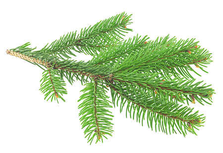 Green pine branch isolated on a white background. Pine branch for Christmas.の写真素材