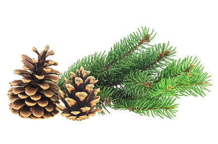 Christmas decoration - two pine cones with fir tree branch isolated on a white background.の写真素材