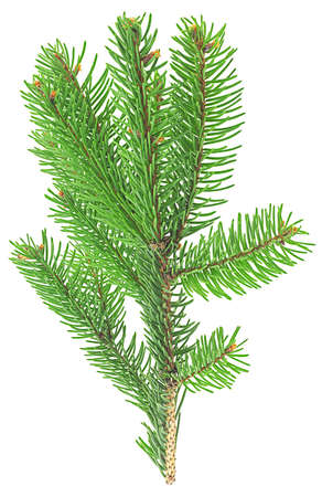 Green pine branch for Christmas isolated on a white background, top view.の写真素材