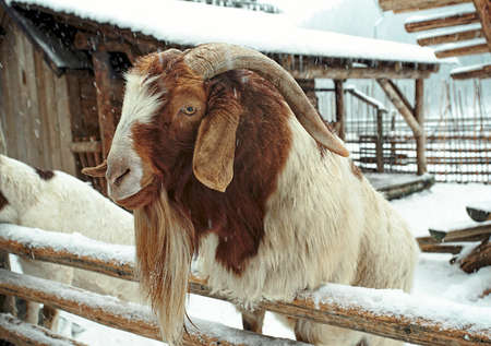 Portrait of a big goat in winter landscape. Goat standing in snowy yard.の写真素材