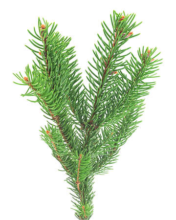 Front view of green pine branch isolated on a white background. Christmas tree.の写真素材