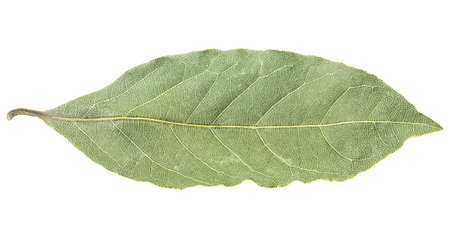 Dried bay laurel leaf isolated on a white background, front view.の写真素材