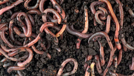 Gardening concept - earthworms in black soil as background, top view. Garden compost and worms.の写真素材