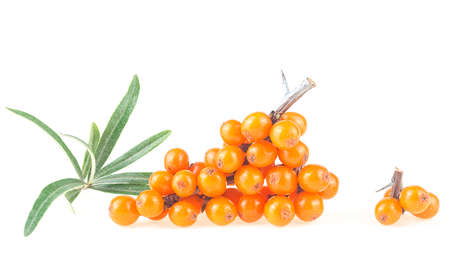 Fresh ripe berries of sea buckthorn with leaves isolated on a white backgroundの写真素材